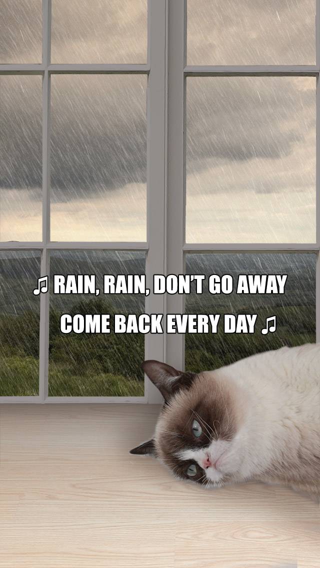 Grumpy Cat Weather showing rain weather