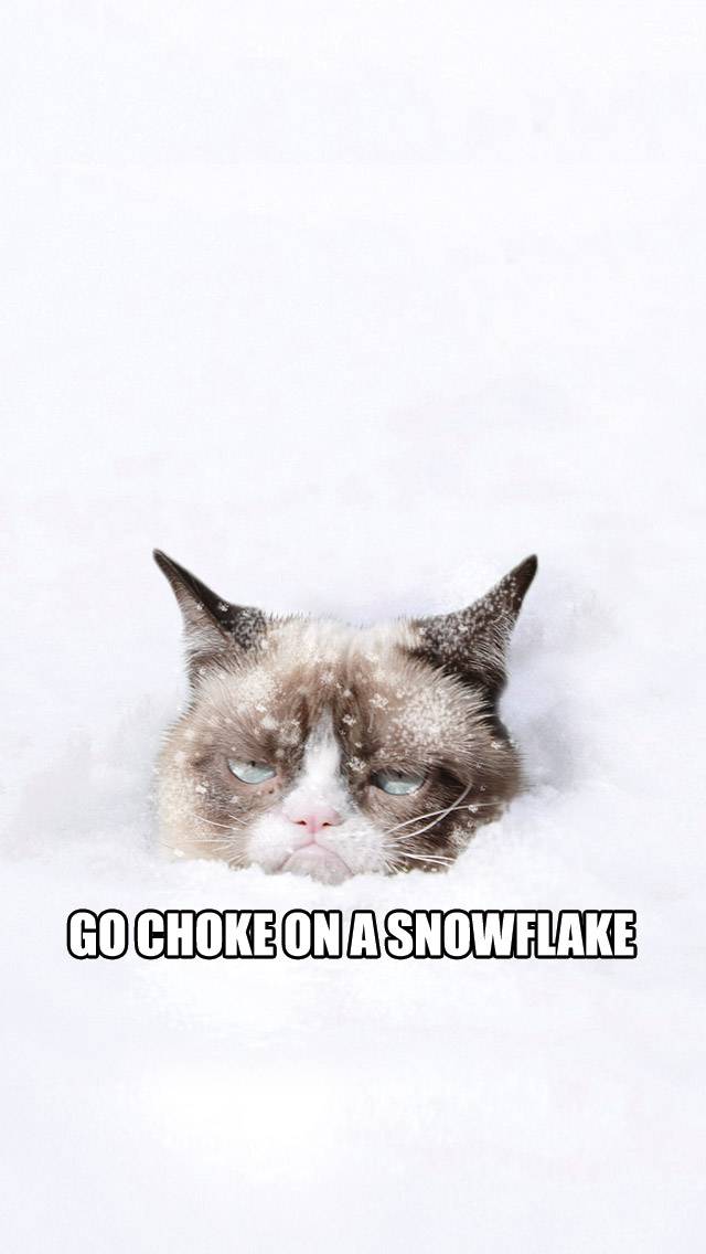 Grumpy Cat Weather showing snow weather